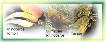 Danum Valley animals