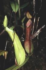 pitcher