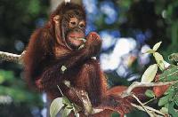 Orang Utan