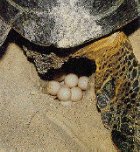 turtles
